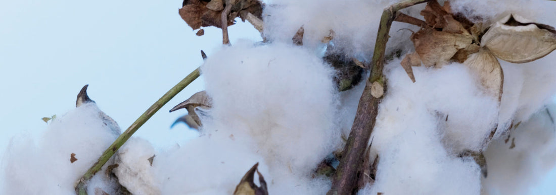 Cotton Plant