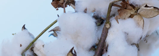 Cotton Plant 